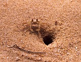 Sand crab